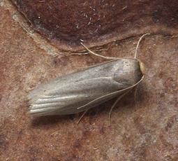 Lesser Wax Moth | NatureSpot