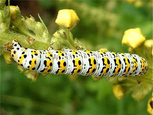 The Mullein | NatureSpot