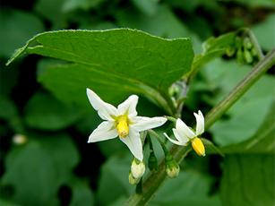 Solanaceae - Potato and Nightshade family | NatureSpot