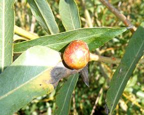 Photo of the association