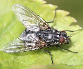 Polietes lardarius | NatureSpot