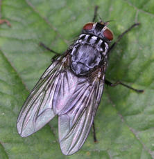 Polietes lardarius | NatureSpot