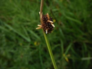 Compact Rush | NatureSpot