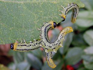 Photo of the association