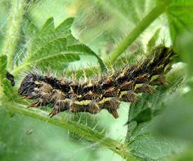 Small Tortoiseshell | NatureSpot