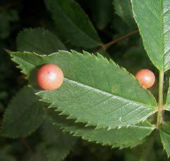 Photo of the association