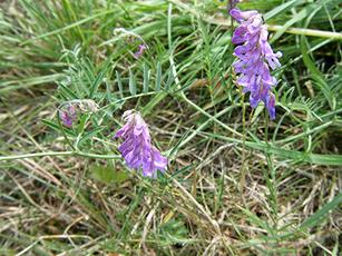 Tufted Vetch | NatureSpot