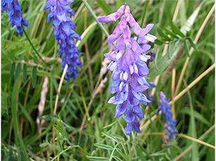 Tufted Vetch | NatureSpot