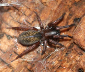 Funnel-Web Spider (Family Agelenidae) - The Firefly Forest