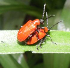 Scarlet Lily Beetle | NatureSpot