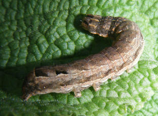 Lesser Yellow Underwing | NatureSpot