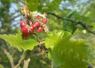 Photo of the association