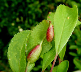 Photo of the association