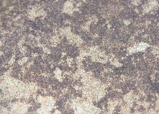 Species image