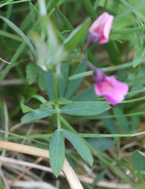 Bitter-vetch | NatureSpot