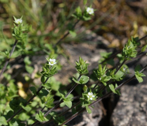 Species image