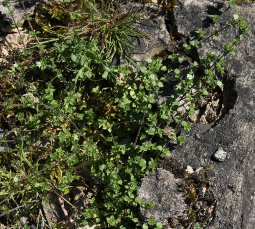 Species image