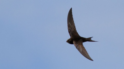 Apodidae - Swifts | NatureSpot