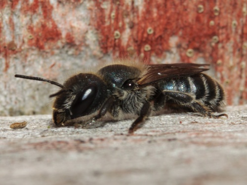 Blue Mason Bee | NatureSpot