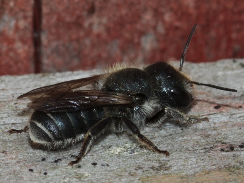 Blue Mason Bee | NatureSpot