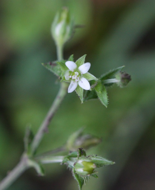 Species image