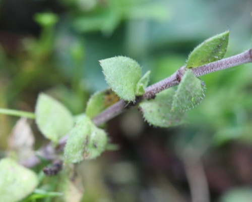 Species image