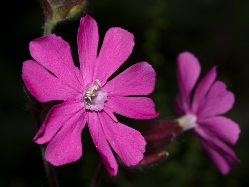 Red Campion | NatureSpot