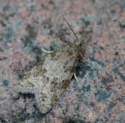 Species image