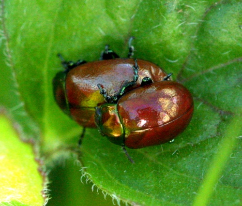 Chrysolina polita | NatureSpot