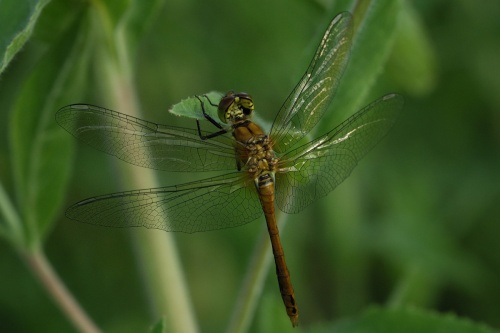 Ruddy Darter | NatureSpot