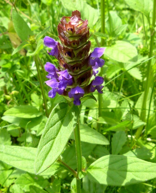 Selfheal | NatureSpot