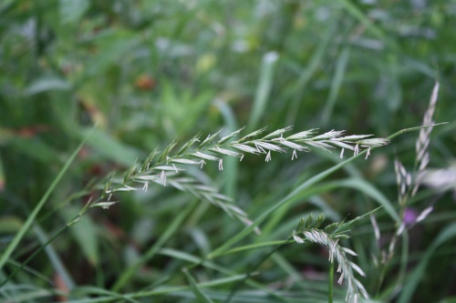 Italian Rye-grass | NatureSpot