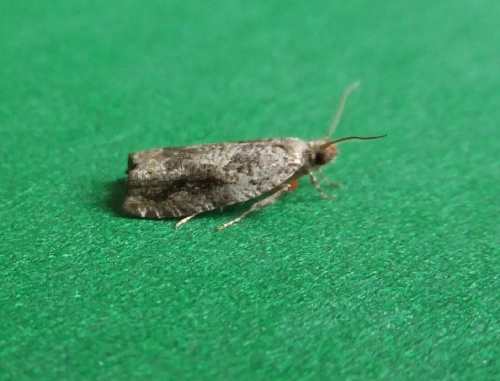 Epinotia signatana | NatureSpot