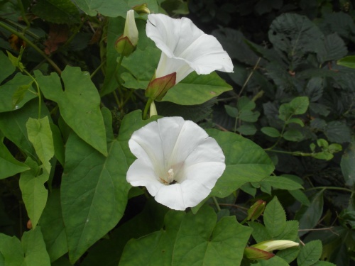 Hedge Bindweed | NatureSpot