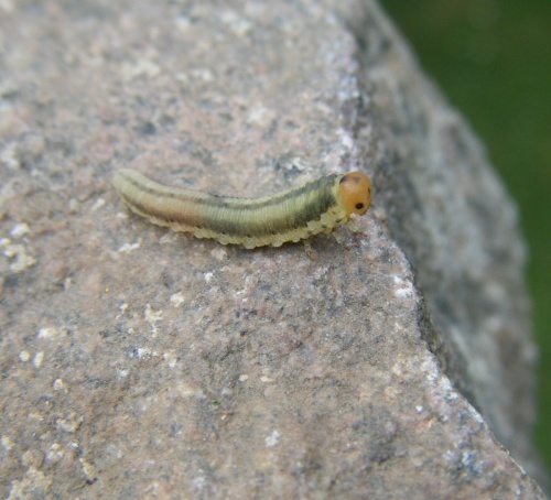 Photo of the association