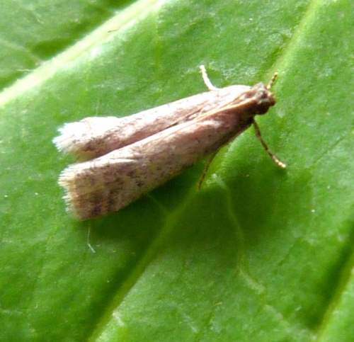 Species image