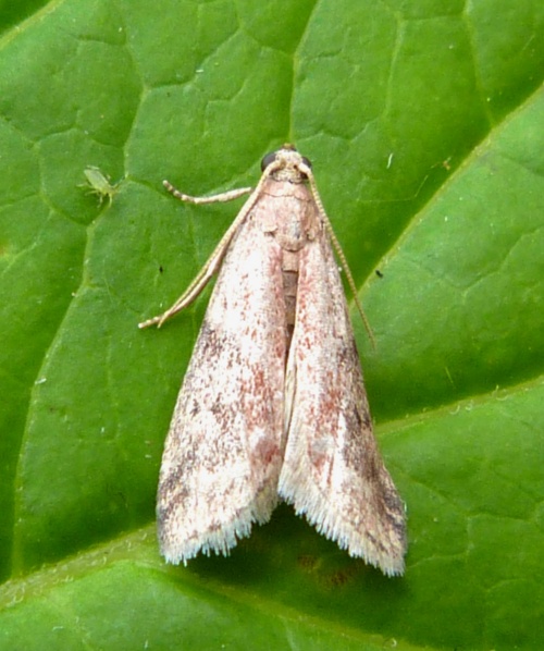 Species image