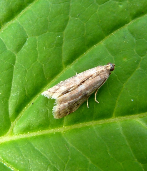 Species image