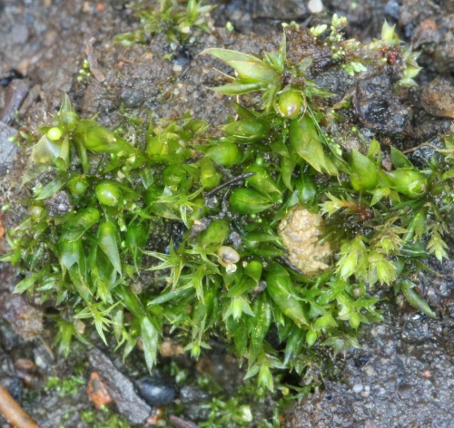 Cuspidate Earth-moss | NatureSpot