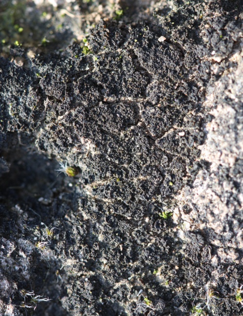 Gelatinous Skin Lichen NatureSpot