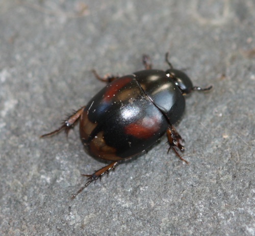 Sphaeridium scarabaeoides | NatureSpot