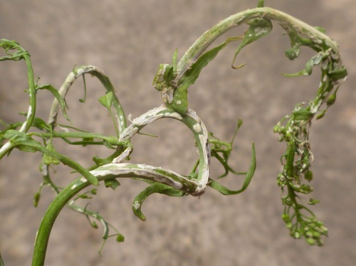 Species image