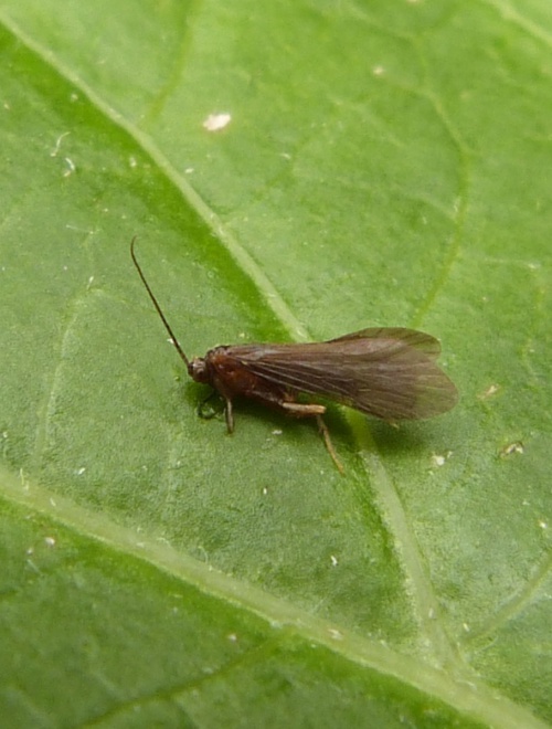 Caddisflies NatureSpot