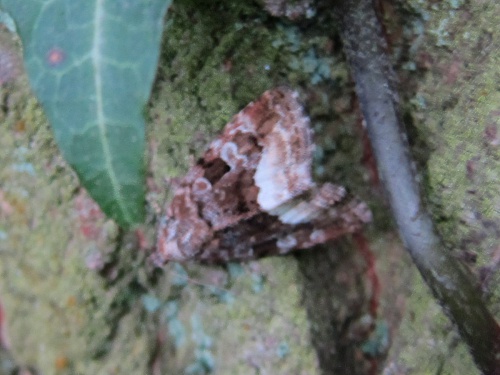 Species image