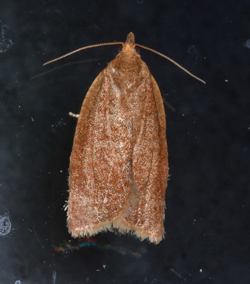 Clepsis consimilana | NatureSpot