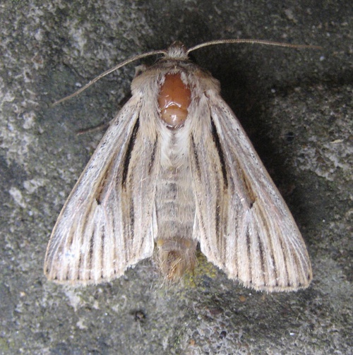 Shoulder-striped Wainscot | NatureSpot