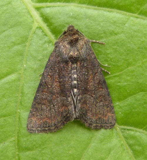 Tawny Marbled Minor | NatureSpot