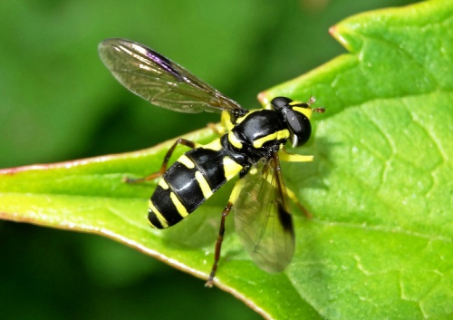 Xanthogramma pedissequum sensu lato | NatureSpot