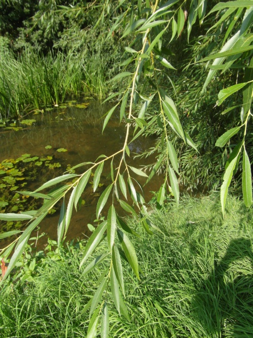 Species image