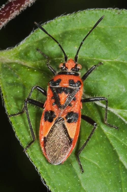 Cinnamon Bug | NatureSpot